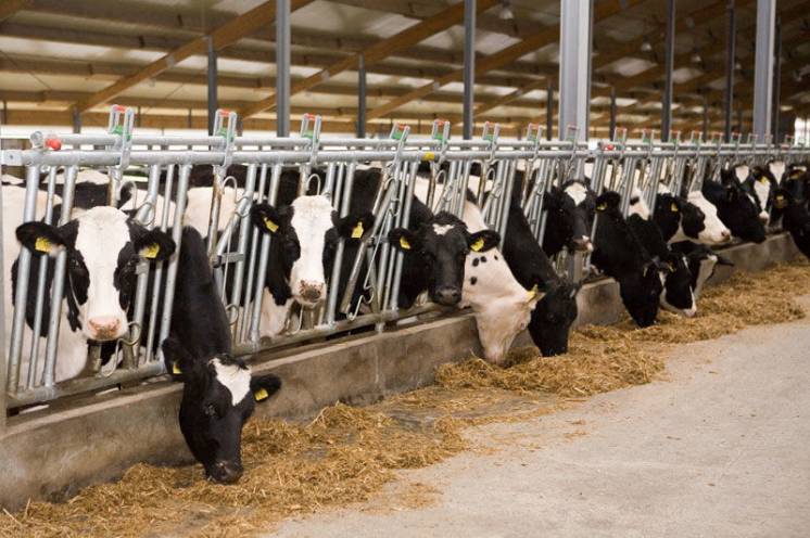 Бизнес план молочной товарной фермы