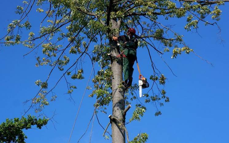 Спиливание аварийных деревьев в опасной ситуации