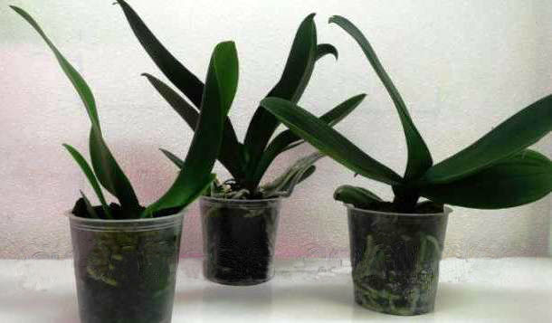 Орхидеи фаленопсисы (уценка)