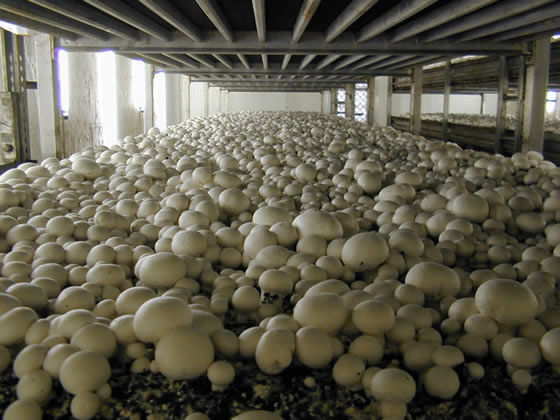 Грибница шампиньона - высылаю семена грибов от производителя!