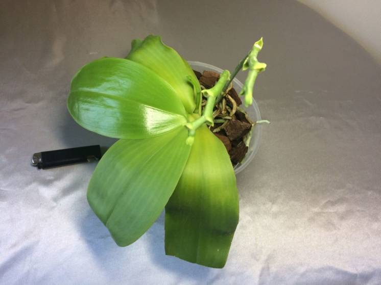 Орхидея phalaenopsis Liodoro, третий цветонос.