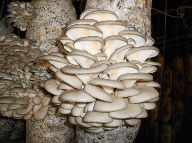 Семена вешенок - мицелий вешенки для выращивания грибов дома