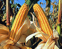 семена гибрида кукурузы Даниил ФАО 280