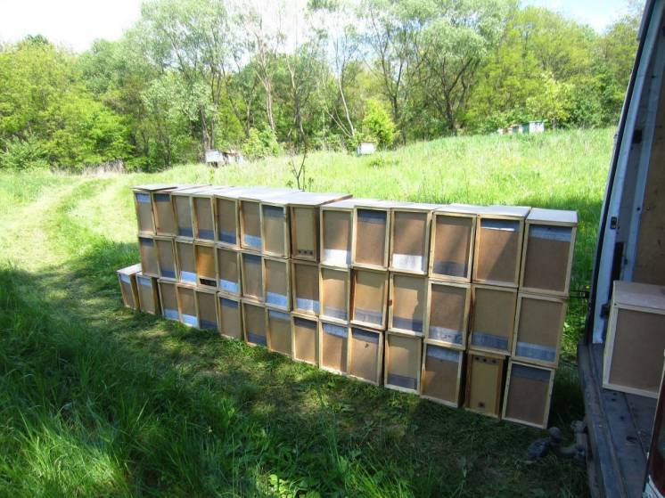 Бджолопакети з доставкою карпатка , пчелопакеты 2022