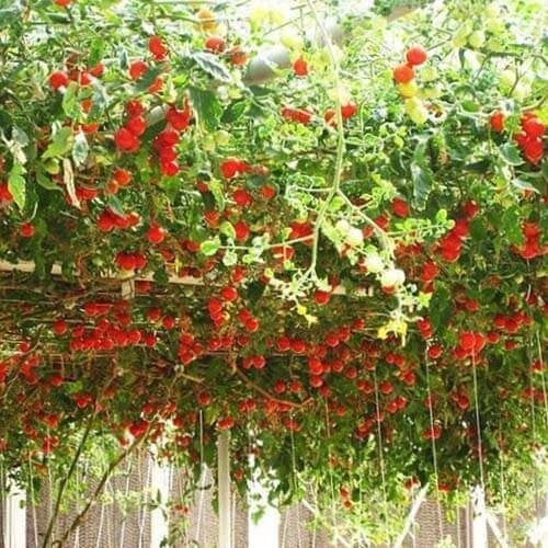 Продам семена томатное дерево (цифомандра)