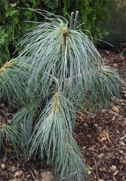 Семена хвойных Сосна гималайская Pinus wallichiana (griffithii)