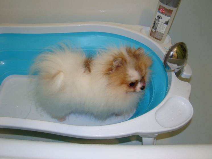 Ванночка для купания собак.