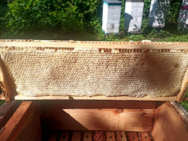 Продам стільниковий мед