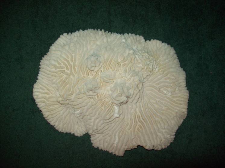 Коралл белый плоский