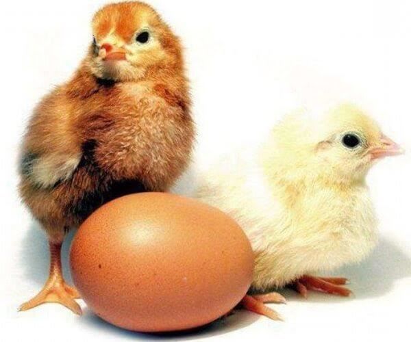 Інкубаційні яйця курей несучок Домінант. Курчата курей несучок.