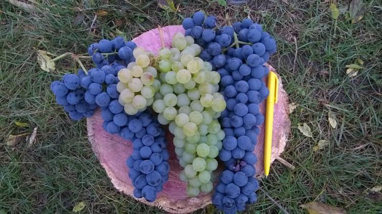 Саженцы и черенки неукрывных технических (винных) сортов винограда