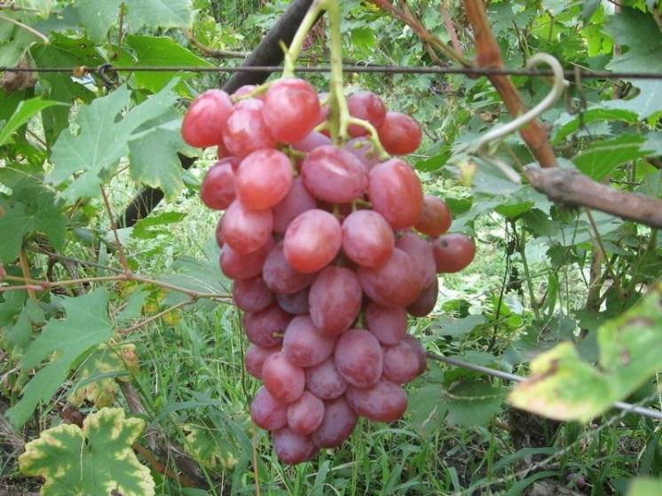 Саженцы винограда Аэлита