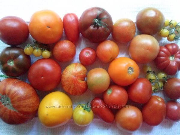 Семена томатов, частная коллекция , более 150 сортов