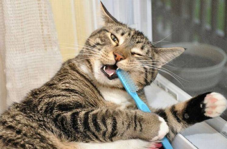 Профессиональная ультразвуковая чистка зубов (собак и кошек)