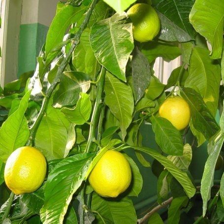Семена желтого малазийского лимона 50 шт