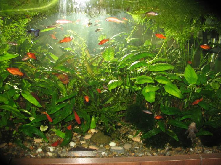 Продам аквариумные рыбки, креветки, растения