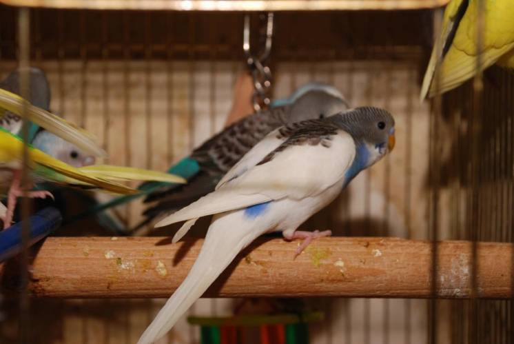 Черноклювые ручные волнистые попугайчики разных редких окрасов