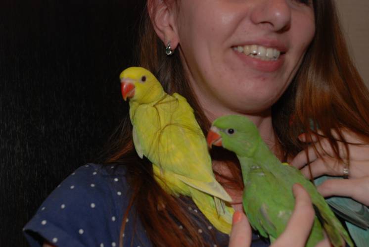 Эксклюзивные Ожереловые попугаи, малый кольчатый попугай, ручные птенц