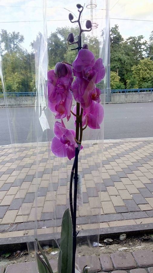 Орхідея одна гілка