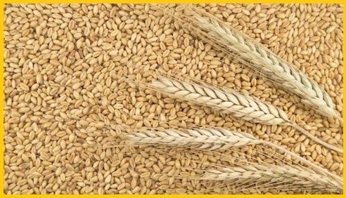Пшеница, кукуруза - оптом мелким и крупным.