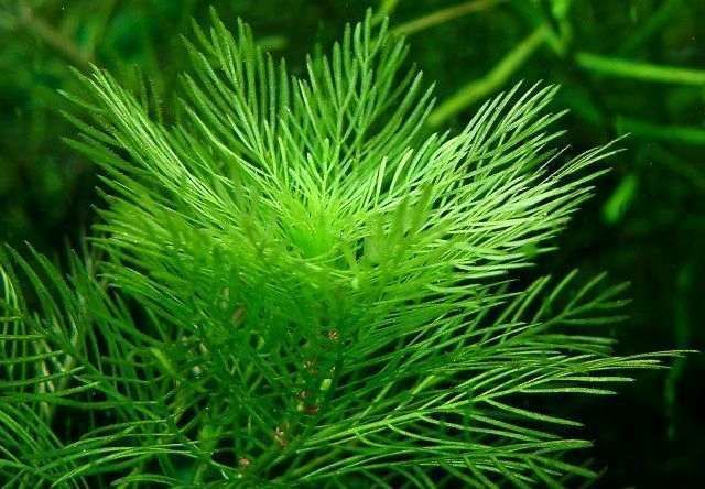 Перистолистник матогросский зеленый. Растения для аквариума