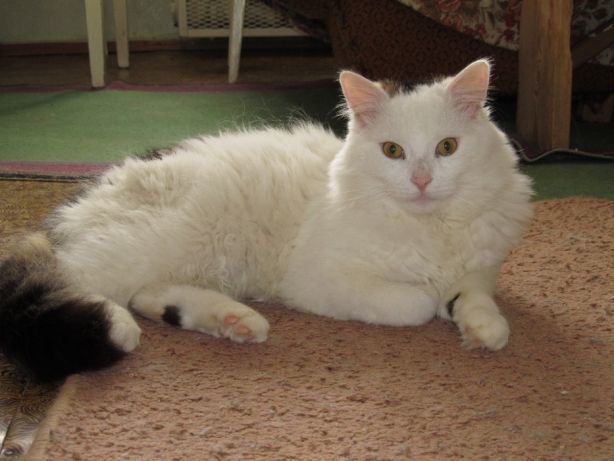 Пушистый белый кот 1 год