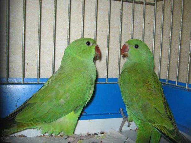 Продам ожереловый попугай ручные птенцы разные цвета