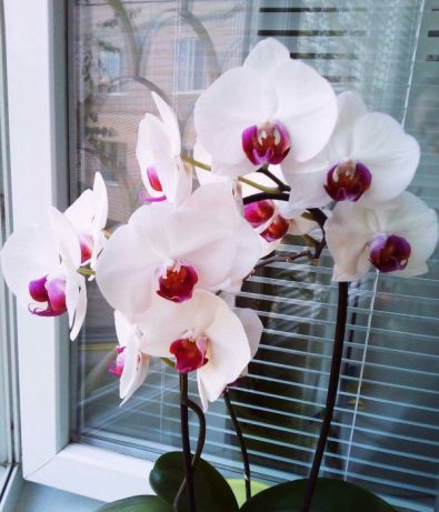 Стручок орхидеи, семенная коробочка, орхидея фаленопсис