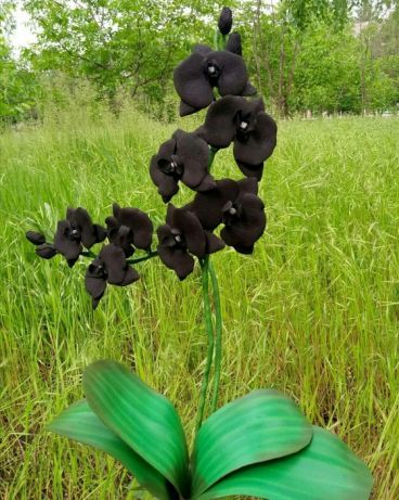Чёрная орхидея,ручная работа из фоамирана.