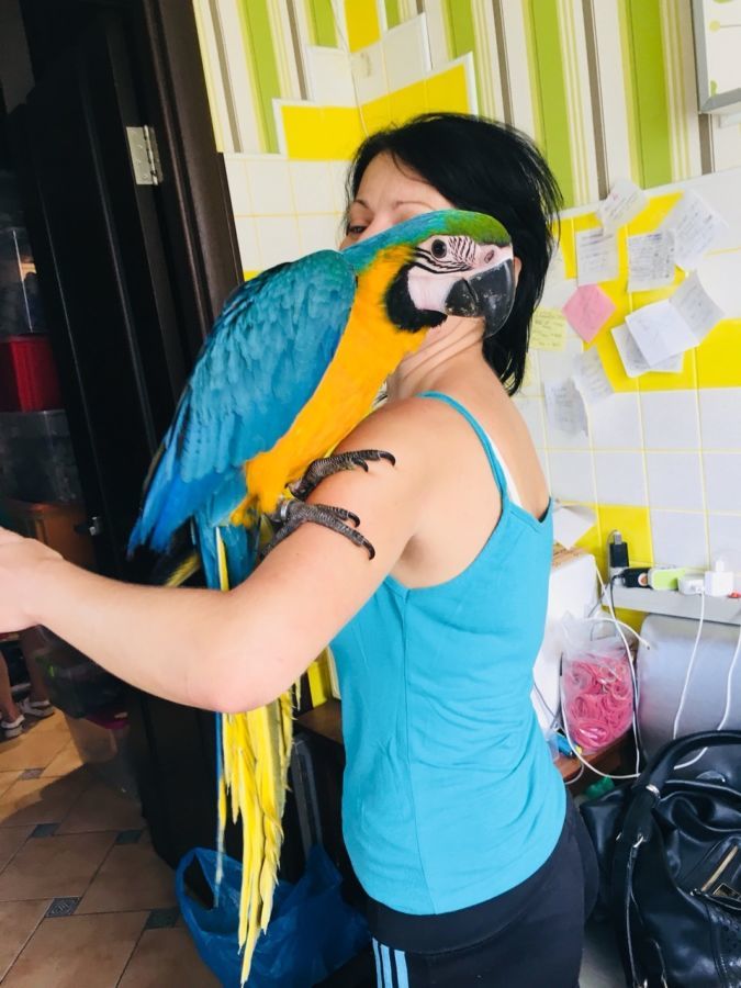 Самый умный попугай - Сине-желтый Ара