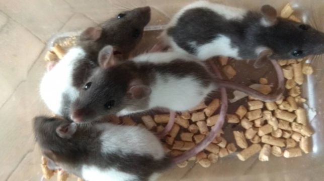 Малыши декоративной крысы 1 месяца
