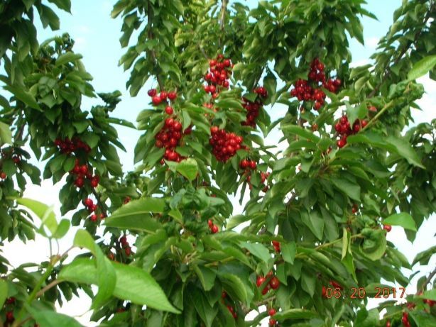 Продам саженцы элитных плодово-ягодных деревья