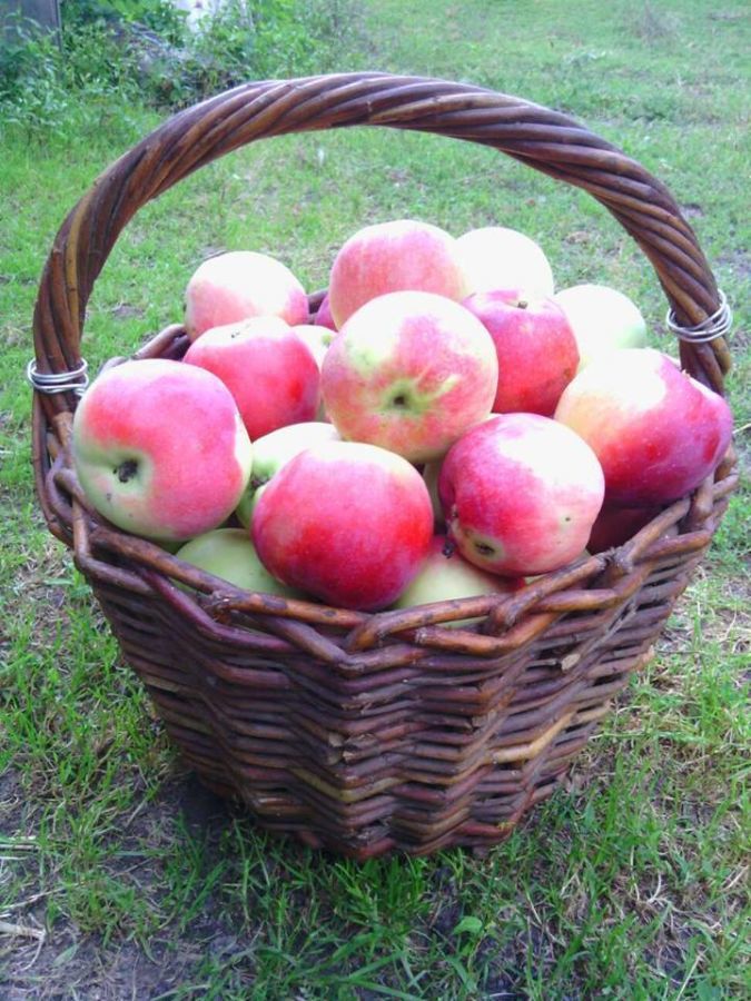 Яблоки  Яблука