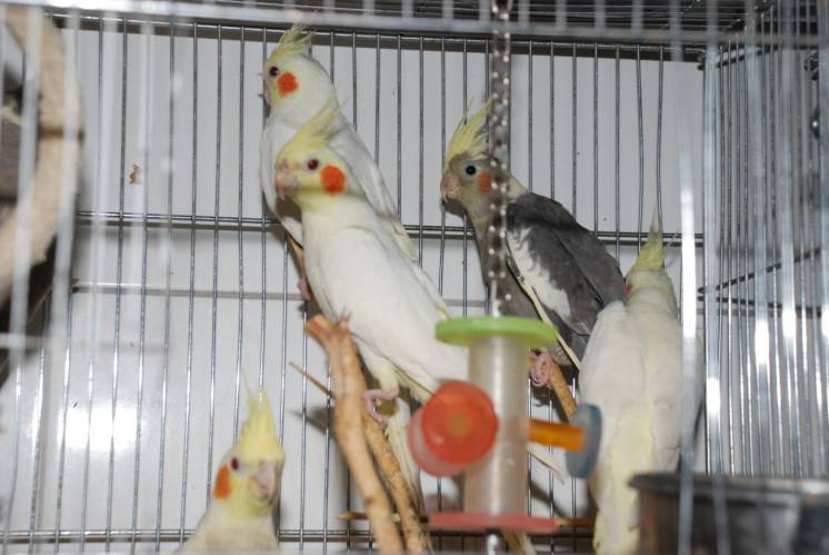 Красивые королевские попугаи - кореллы