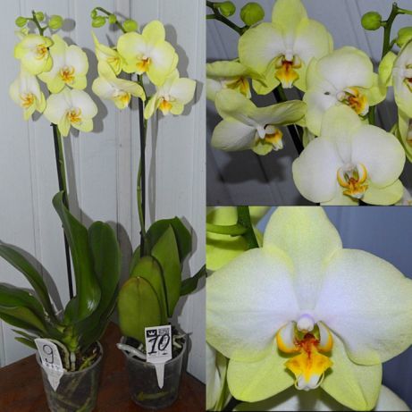 Архив Орхидея Golden Jaguar крупноцветковые ✔️ 230 грн. ᐉ Другие комнатные  растения в Харькове на BON.ua 40730320