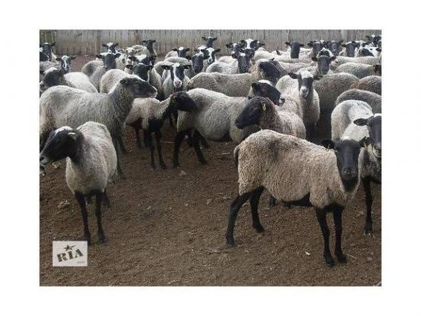 Вівці романівської породи