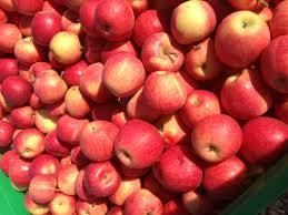Продам оптом зимові яблука сорт Флоріна, Айдаред, Голден