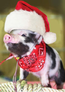 Аренда карликовой свинки Mini pig на Новый год