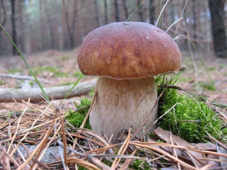 Поездки за грибами!