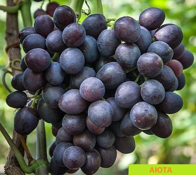 Саженцы винограда Аюта