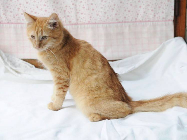 Пушистый рыжий котик-котенок, 3,5 месяца