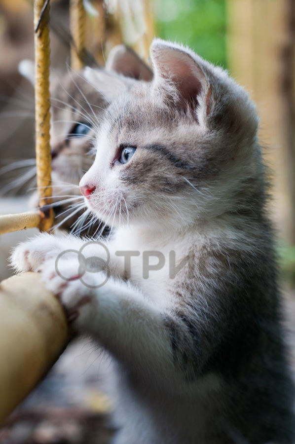 Настенный инфракрасный пленочный обогреватель-картина котята