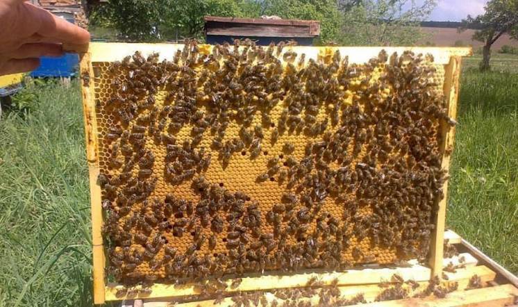 Продам пчелопакеты украинской степной породи бджолопакети Apis mellifr