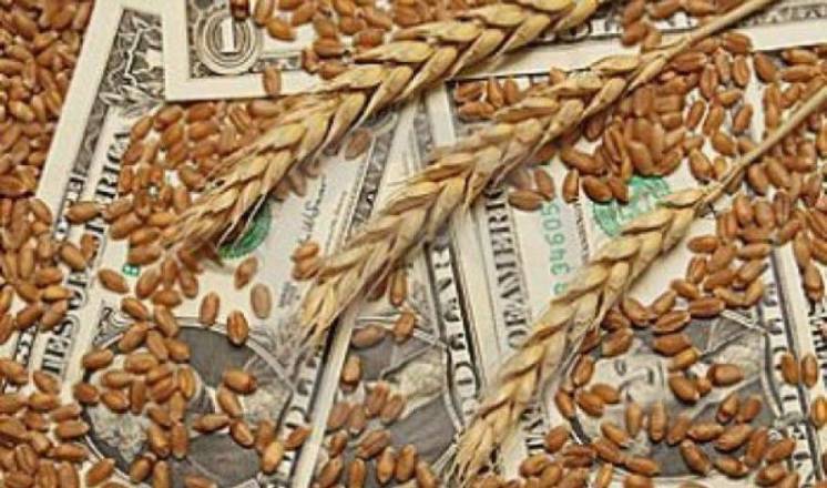 Пшеницу закупаем на экспорт ( протеин от 11,5)