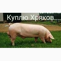 Куплю Хряков Свиноматок