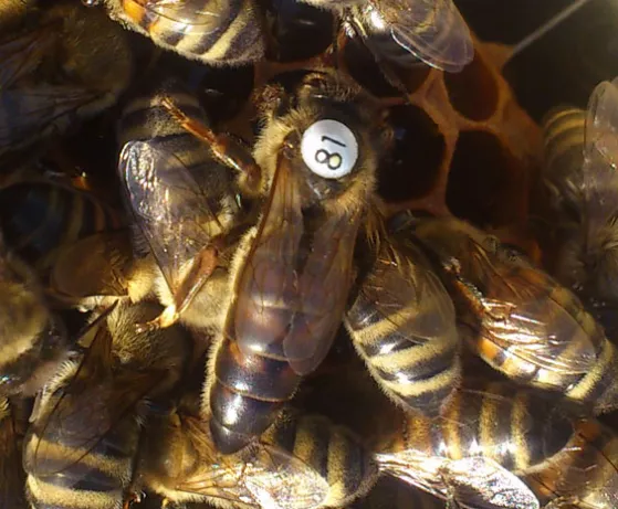 Пчеломатки карника(краинка) Бджоломатки Матки пчелиные Германия/Австри