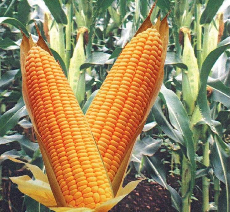 Новый гибрид кукурузы с повышеной продуктивностью ДН Велес(ФАО270)