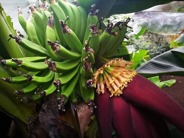 Экскурсия на банановую ферму - тур выходного дня