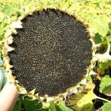 насіння соняшника гібриди під гранстар