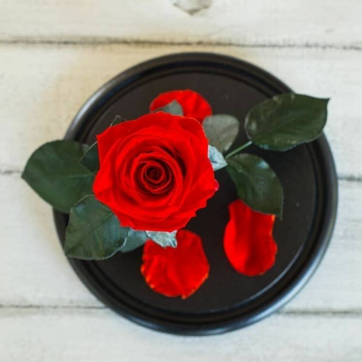 Стабилизированная роза в колбе Lerosh - Standart 33 см, Красная